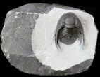 New, Undescribed Proetid Trilobite - Jorf Morocco #41774-3